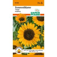 Sonnenblume Sonja