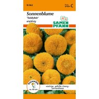 Sonnenblume Teddybär