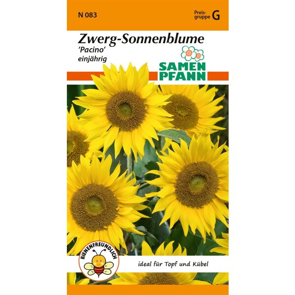 Zwergsonnenblume Pacino