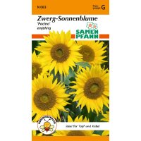Zwergsonnenblume Pacino