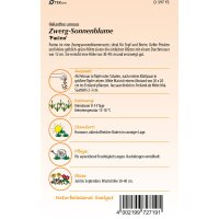 Zwergsonnenblume Pacino