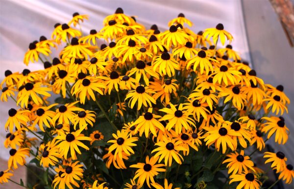 Gelber Sonnenhut, (Rudbeckia fulgida), Sorte: Goldsturm, im 12cm Topf