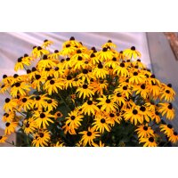 Gelber Sonnenhut, (Rudbeckia fulgida), Sorte: Goldsturm,...