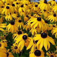 Gelber Sonnenhut, (Rudbeckia fulgida), Sorte: Goldsturm,...