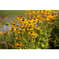 Gelber Sonnenhut, (Rudbeckia fulgida), Sorte: Goldsturm, im 12cm Topf