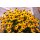 Gelber Sonnenhut, (Rudbeckia fulgida), Sorte: Goldsturm, im 12cm Topf