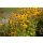 Gelber Sonnenhut, (Rudbeckia fulgida), Sorte: Goldsturm, im 12cm Topf
