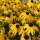 Gelber Sonnenhut, (Rudbeckia fulgida), Sorte: Goldsturm, im 12cm Topf