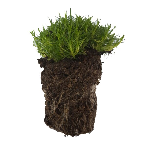 24er Plattenware Sternmoos (Sagina subulata), je mit einem ca. 5cm Ballen