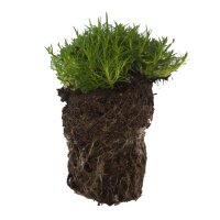 24er Plattenware Sternmoos (Sagina subulata), je mit einem ca. 5cm Ballen