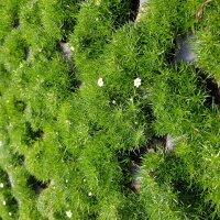 24er Plattenware Sternmoos (Sagina subulata), je mit einem ca. 5cm Ballen