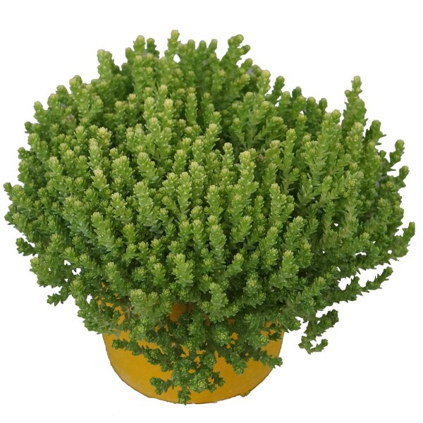 Mauerpfeffer, (Sedum acre) Sorte: Aurea, im 12cm Topf