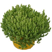 Mauerpfeffer, (Sedum acre) Sorte: Aurea, im 12cm Topf