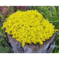 Mauerpfeffer, (Sedum acre) Sorte: Aurea, im 12cm Topf