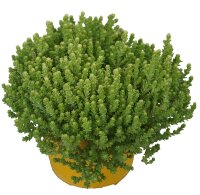 Mauerpfeffer, (Sedum acre) Sorte: Aurea