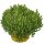 Mauerpfeffer, (Sedum acre) Sorte: Aurea, im 12cm Topf