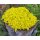 Mauerpfeffer, (Sedum acre) Sorte: Aurea, im 12cm Topf
