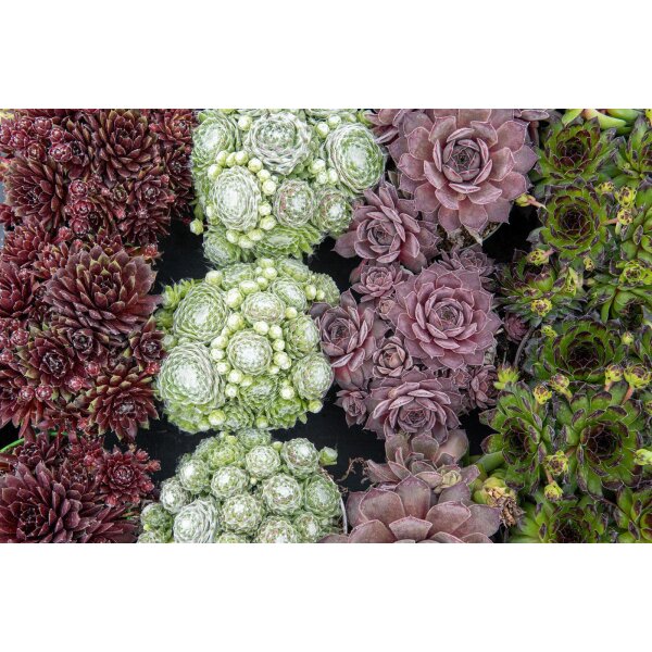 Hauswurz (Sempervivum - Mix), 12 Pflanzen im Set, je im 9cm Topf