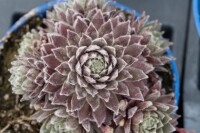 12 Stk. Hauswurz (Sempervivum - Mix) im 9cm Topf