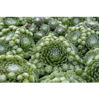 Hauswurz (Sempervivum - Mix), 12 Pflanzen im Set, je im 9cm Topf