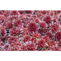 Hauswurz (Sempervivum - Mix), 12 Pflanzen im Set, je im 9cm Topf