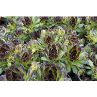 Hauswurz (Sempervivum - Mix), 12 Pflanzen im Set, je im 9cm Topf