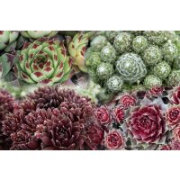 Hauswurz (Sempervivum - Mix), 12 Pflanzen im Set, je im 9cm Topf