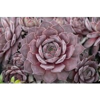 Hauswurz (Sempervivum - Mix), 12 Pflanzen im Set, je im 9cm Topf