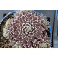 Hauswurz (Sempervivum - Mix), 12 Pflanzen im Set, je im 9cm Topf