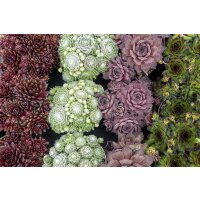 Hauswurz (Sempervivum - Mix), 12 Pflanzen im Set, je im 9cm Topf