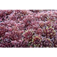 Hauswurz (Sempervivum - Mix), 12 Pflanzen im Set, je im 9cm Topf