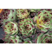 Hauswurz (Sempervivum - Mix), 12 Pflanzen im Set, je im 9cm Topf