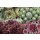 Hauswurz (Sempervivum - Mix), 12 Pflanzen im Set, je im 9cm Topf