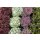 Hauswurz (Sempervivum - Mix), 12 Pflanzen im Set, je im 9cm Topf