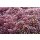Hauswurz (Sempervivum - Mix), 12 Pflanzen im Set, je im 9cm Topf