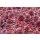 Hauswurz (Sempervivum - Mix), 12 Pflanzen im Set, je im 9cm Topf