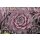 Hauswurz (Sempervivum - Mix), 12 Pflanzen im Set, je im 9cm Topf