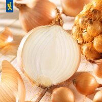 Steckzwiebel Stuttgarter Riesen, Gr.14/24, 250 g