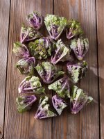 Rosenkohl Flower Sprouts&reg; Autumn Star, F1