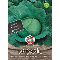 Weißkohl Brunswick