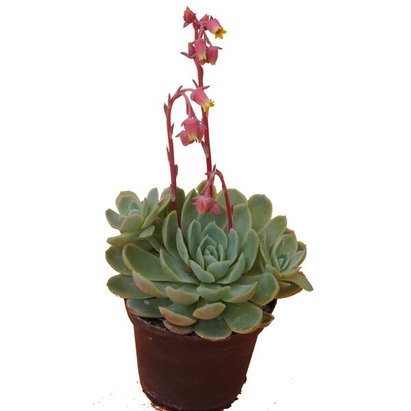 Echeverie (Echeveria Cultivars), im 9,5cm Topf