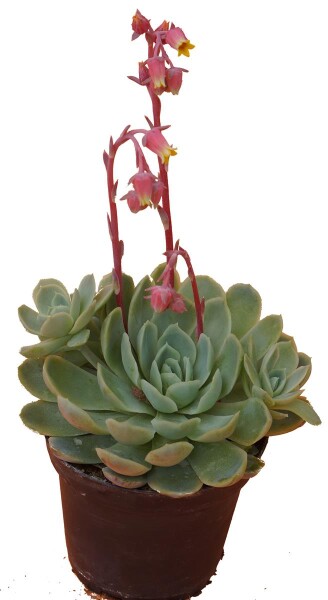 Echeverie (Echeveria Cultivars), im 9,5cm Topf