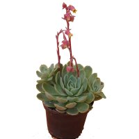 Echeverie (Echeveria Cultivars), im 9,5cm Topf