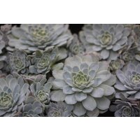 Echeverie (Echeveria Cultivars), im 9,5cm Topf