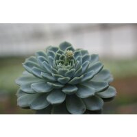 Echeverie (Echeveria Cultivars), im 9,5cm Topf