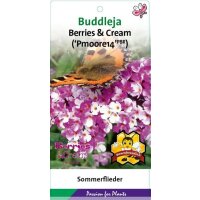 Schmetterlingsflieder (Buddleja davidii), Sorte: Berries...