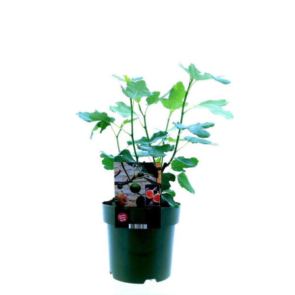 Echte Feige, (Ficus carica), Sorte: Bornholm, im 19cm Topf
