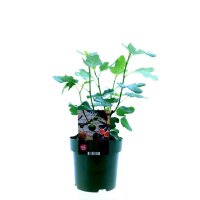 Echte Feige, (Ficus carica), Sorte: Bornholm, im 19cm Topf