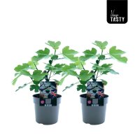 Echte Feige, (Ficus carica), Sorte: Bornholm, im 19cm Topf