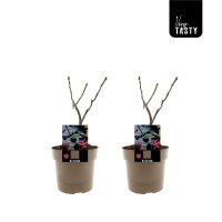 Echte Feige, (Ficus carica), Sorte: Bornholm, im 19cm Topf